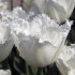 Тюльпан Твинклин Даймондс смесь (Tulipa Twinkling Diamonds), 15 шт
