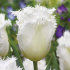 Тюльпан Твинклин Даймондс смесь (Tulipa Twinkling Diamonds), 15 шт