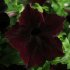 Петуния Софистика черная F1 крупноцветковая, 5 шт семян