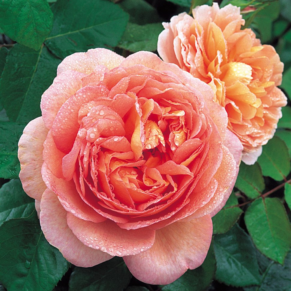 Купить роза шраб абрахам дерби (abraham darby) по цене 260 руб. в .
