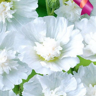 Шток-роза Королевская белая