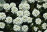Иберис вечнозеленый Сноуфлейк (250 шт)