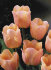 Apricot-Beauty.jpg