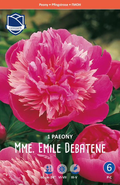 Пион травянистый Мадам Эмиль Дебатен (Madame Emile Debatene)