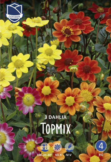 Георгина топмикс (Topmix Dahlia), 3 шт смесь