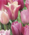 Тюльпан Свит Шуга смесь (Tulipa Sweet Sugar), 15 шт