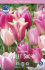 Тюльпан Свит Шуга смесь (Tulipa Sweet Sugar), 15 шт