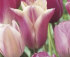 Тюльпан Свит Шуга смесь (Tulipa Sweet Sugar), 15 шт