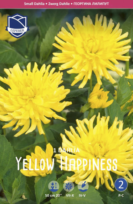 Георгина бордюрная Йеллоу Хэппинес (Yellow Happiness), 1 шт