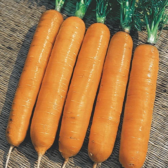 Морковь Самсон (лента)