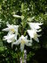 Лилия Кандидум (Lilium candidum), 1 шт
