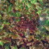 Салат Фонтан, листовой