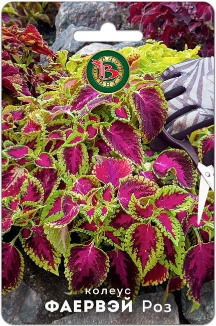 Колеус супер-компактный Фаервэй Роз, 10 шт семян