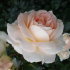 Роза Мария Антуанетта (Marie Antoinette)
