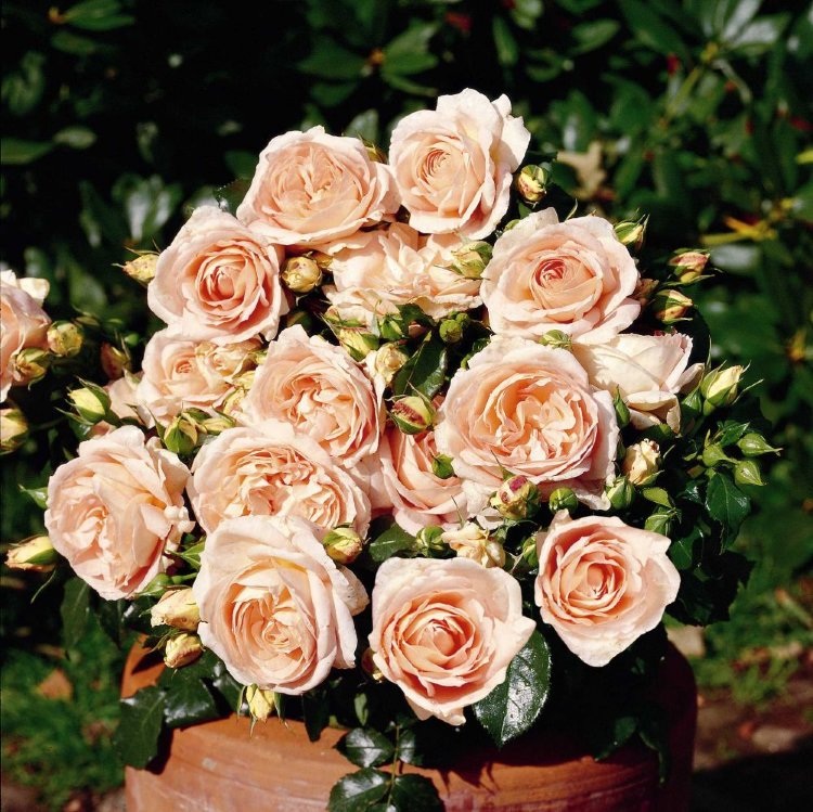 Роза флорибунда мария антуанетта фото и описание