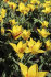 Тюльпан Рафаэлло (Tulipa Rafaello), 10 шт (разбор 12/14)