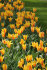 Тюльпан Рафаэлло (Tulipa Rafaello), 10 шт (разбор 12/14)