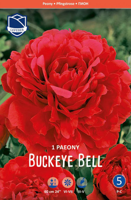 Пион травянистый Бакай Бель (Buckeye Belle)