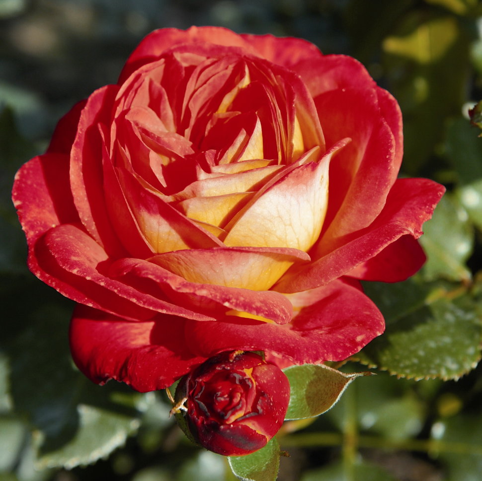  роза мидсаммер (midsummer) по цене 384 руб. в интернет магазине .