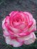 Роза чайно-гибридная Аттракт (Attracta)