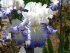 Ирис высокорослый Фабюлё (Iris Fabuleux)