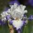 Ирис высокорослый Фабюлё (Iris Fabuleux)