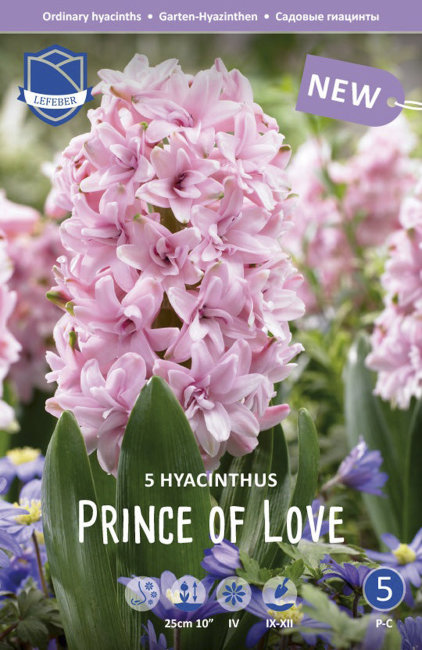 Гиацинт Принц оф Лав (Hyacinthus Prince of love), 5 шт (разбор 16/17)