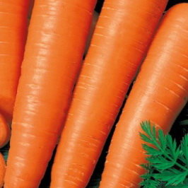 Морковь Дуняша