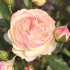 Роза Пастелла (Pastella)