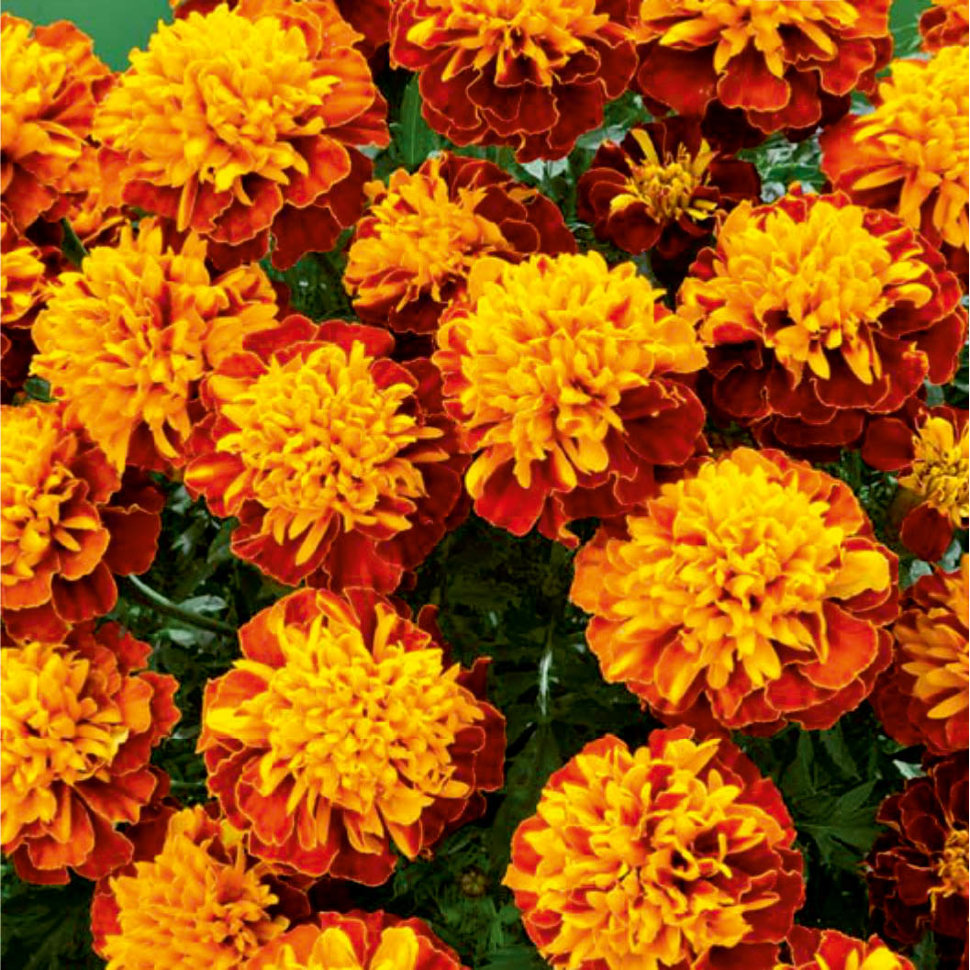 Marigold С†РІРµС‚