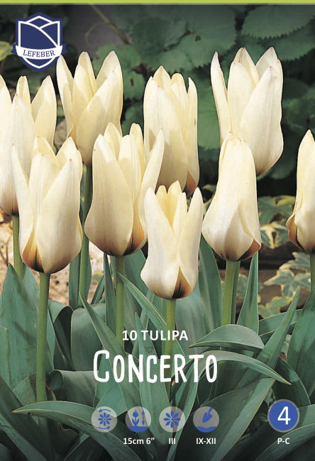Тюльпан Концерто (Tulipa Concerto), 10 шт (разбор 12/14)