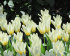 Тюльпан Концерто (Tulipa Concerto), 10 шт (разбор 12/14)