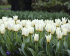 Тюльпан Концерто (Tulipa Concerto), 10 шт (разбор 12/14)