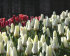 Тюльпан Концерто (Tulipa Concerto), 10 шт (разбор 12/14)