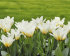 Тюльпан Концерто (Tulipa Concerto), 10 шт (разбор 12/14)