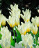 Тюльпан Концерто (Tulipa Concerto), 10 шт (разбор 12/14)