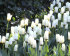 Тюльпан Концерто (Tulipa Concerto), 10 шт (разбор 12/14)