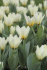 Тюльпан Концерто (Tulipa Concerto), 10 шт (разбор 12/14)