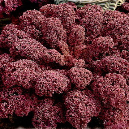 Купить семена Капуста листовая Кале Красная F1 в магазине Первые Семена поцене 20 руб.