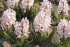 Гиацинт Чайна Пинк (Hyacinthus China Pink), 5 шт (разбор 16/17)