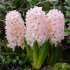 Гиацинт Чайна Пинк (Hyacinthus China Pink), 5 шт (разбор 16/17)