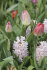 Гиацинт Чайна Пинк (Hyacinthus China Pink), 5 шт (разбор 16/17)