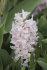 Гиацинт Чайна Пинк (Hyacinthus China Pink), 5 шт (разбор 16/17)
