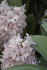 Гиацинт Чайна Пинк (Hyacinthus China Pink), 5 шт (разбор 16/17)