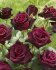 Роза чайно-гибридная Блек Баккара (Black Baccara)