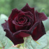 Роза чайно-гибридная Блек Баккара (Black Baccara)