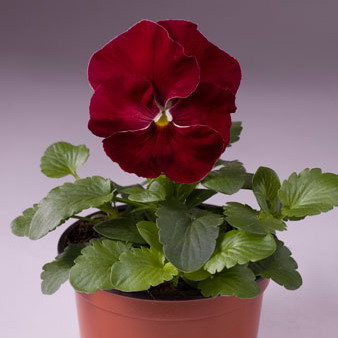 Виола крупноцветковая Селло Черри Роуз (100 шт)