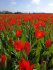 Тюльпан Престанс Цваненбург (Tulipa praestans Zwanenburg), 15 шт