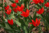 Тюльпан Престанс Цваненбург (Tulipa praestans Zwanenburg), 15 шт