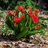 Тюльпан Престанс Цваненбург (Tulipa praestans Zwanenburg), 15 шт
